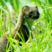 Profile Picture of Steven Wessels (@stevenwessels280) on Youtube