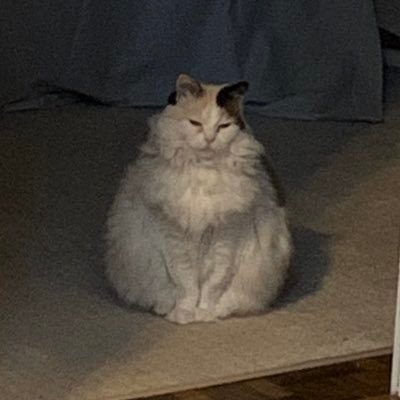 Profile Picture of Caroline Tompkins (@CarolTomp) on Twitter