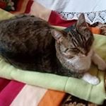 Profile Picture of Claude Paradis (@claude.paradis.9406) on Instagram