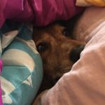 Profile Picture of 🐾Oswald Fred + Sirius Black 🐾 (@ozzy._.sirius._.kiwi) on Instagram