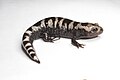 Profile Photo of Marbled salamanderon Wikipedia