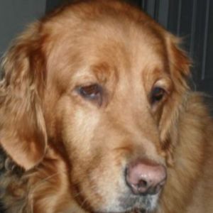 Profile Picture of stevenpahl743 (@stevenpahl743) on Tiktok