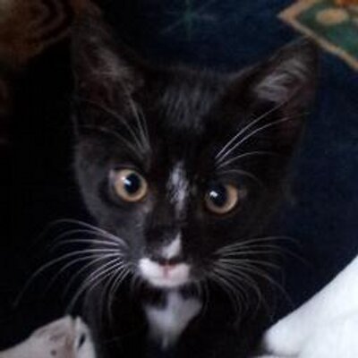 Profile Picture of Lara Winter (@Winter_Lara) on Twitter