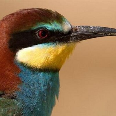 Profile Picture of Naglaa Ahmed (@naglaaahmed2) on Twitter