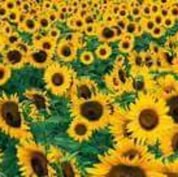 Profile Picture of Christina Farver (@chrsgeorge) on Poshmark