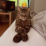 Profile Picture of Christophe Mokrani Bianco (@christophe_mb9) on Instagram