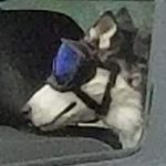 Profile Picture of Dylan Raines (@taconinja1915) on Instagram