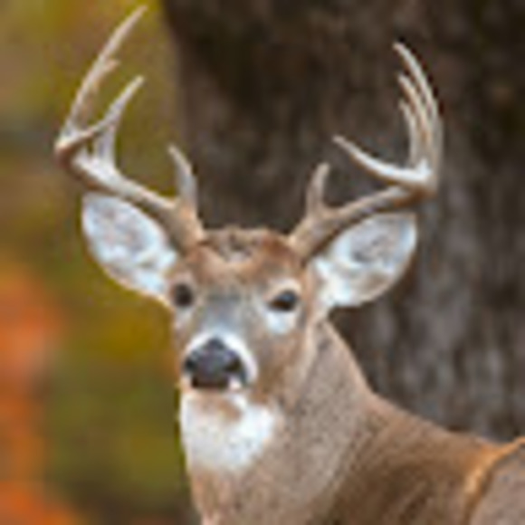 Profile Picture of Lacee Surman (@laceesurman) on Poshmark