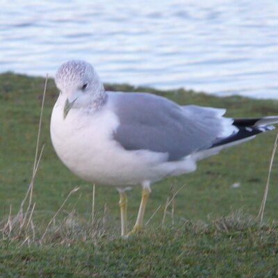 Profile Picture of Janet Winter (@birdingbiker) on Twitter