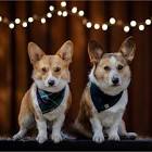 Profile Picture of   westcoastcorgis... (@westcoastcorgis) on Tiktok