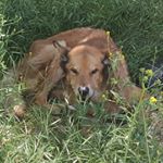 Brett Ritchey - Instagram Profile Picture of Brett Ritchey (@scrubrat_) on Instagram