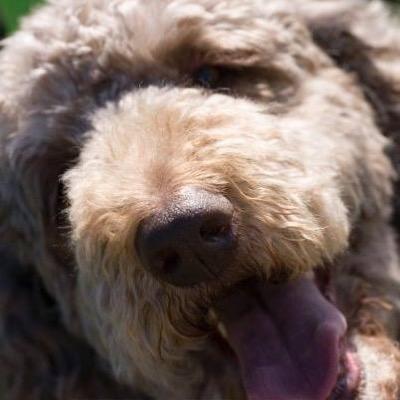 Profile Picture of Tom Levin, MD (@tlevin) on Twitter