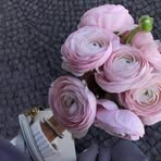 Profile Picture of Manel Amrouche (@manou.bella.75685) on Facebook