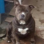 Profile Picture of sam lorenzo (@samlorenzo4) on Instagram