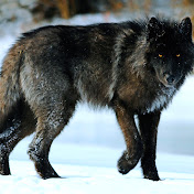 Profile Picture of Jimmy Ogburn (@jimmyogburn2275) on Youtube