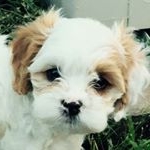 Profile Picture of Lucas Donnelly (@ljdonno10) on Instagram