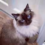 Profile Picture of Lola Collins (@lolathehousecat) on Instagram