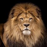 Profile Picture of Виген Акопян (@vigen086) on Instagram