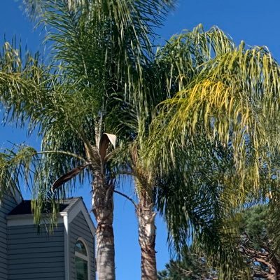 Profile Picture of Amanda-lorian (@AmKoCombs) on Twitter