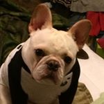 Profile Picture of Benjamin Castricone (@benjamin.castricone) on Instagram