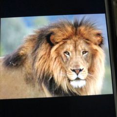 Profile Picture of kenyakahunter (@kenyakahunter) on Tiktok