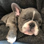 Profile Picture of Helen Pickles (@helen.thefrenchie) on Instagram