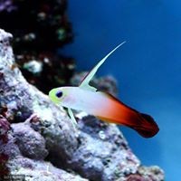 Profile Picture of Anna Mizobuchi (@anna-mizobuchi) on Quora