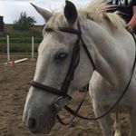 Profile Picture of Katie Benton (@equestrian_roxyroller55) on Instagram