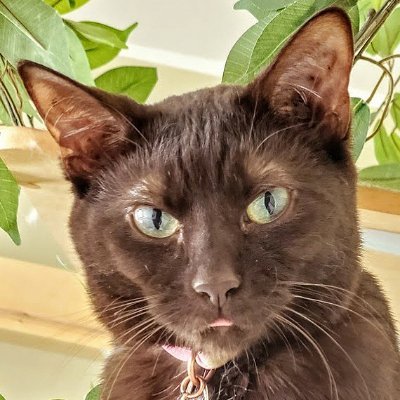 Profile Picture of Mary Harris "Mother" Jones (that's MJ For Short!) (@MJtheBrownCat) on Twitter