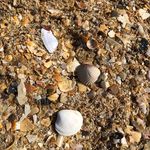 Profile Picture of Valérie Deschamps (@barbarapetitpois) on Instagram