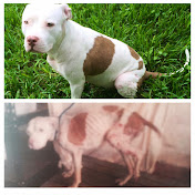 Profile Picture of Brian Sherry (@briansherry4956) on Youtube