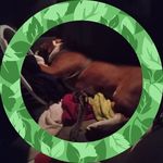 Profile Picture of Daniel Priest (@slingnasty1962) on Instagram