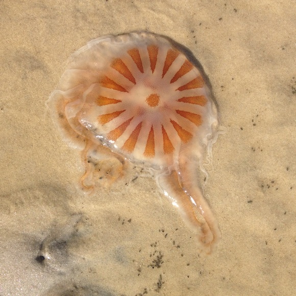 Profile Picture of Claire Schickler (@cmalia) on Poshmark