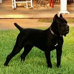 Profile Picture of Corey Treadaway (@campgrit_1) on Instagram