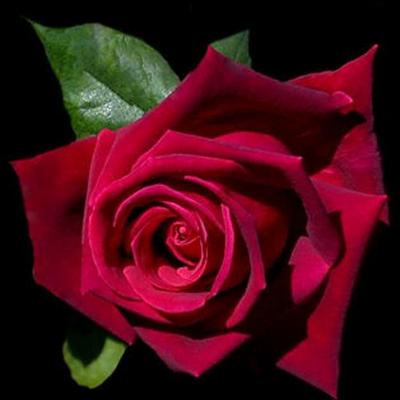 Profile Picture of Alexandra Bogdan (@BogdanMery) on Twitter