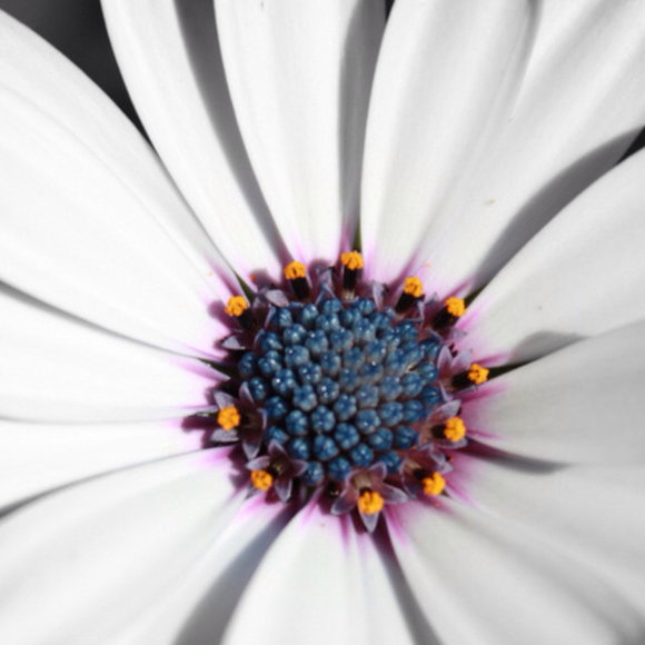 Profile Picture of Stephanie Phanthadeth (@city7399) on Poshmark