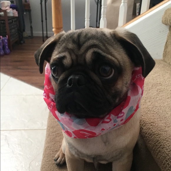 Profile Picture of Josephine Blasso (@joblasso) on Poshmark