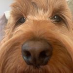 Profile Picture of Leo Massey (@cockapoo_leo_massey) on Instagram