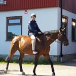 Profile Picture of Niklas Andersson (@niklasanderssoonn) on Instagram