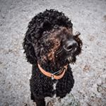 Profile Picture of Michele Mursinna (@scruffypantsmcdoodle) on Instagram