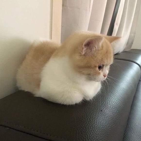 Profile Picture of Kaylie Nguyen (@yeahkayn) on Poshmark