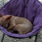 Profile Picture of Barbara Hover (@cocoa.chihuahua) on Facebook