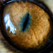 Jose Veras - Youtube Profile Picture of Jose Veras (@joseveras1303) on Youtube