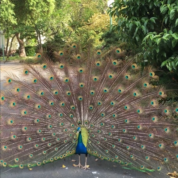 Profile Picture of Sandy Patel (@spp123) on Poshmark