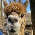 Profile Picture of   Janik Bammer Live on TikTok... (@janikbammer) on Tiktok