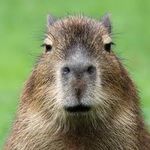 Profile Picture of Justin Leduc (@justin_le_ragondin) on Instagram