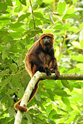 Profile Picture of Howler monkey - Wikipediaon Wikipedia