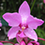 Profile Picture of Reena (@reenapabari) on Flickr