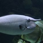 Profile Picture of James Jone (@bertsimson1990) on Instagram