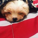 Profile Picture of MAXX (Mac) NGUYEN (@max_the_fluffy_puppyyy) on Instagram